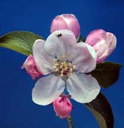 apple-tree-flower