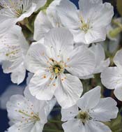 cherry-tree-flower
