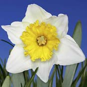 daffodil-white-yellow