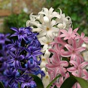 hyacinth-blue-pink-white