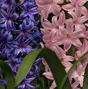 hyacinth-blue-pink
