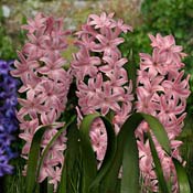 hyacinth-pink