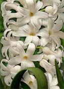 hyacinth-white